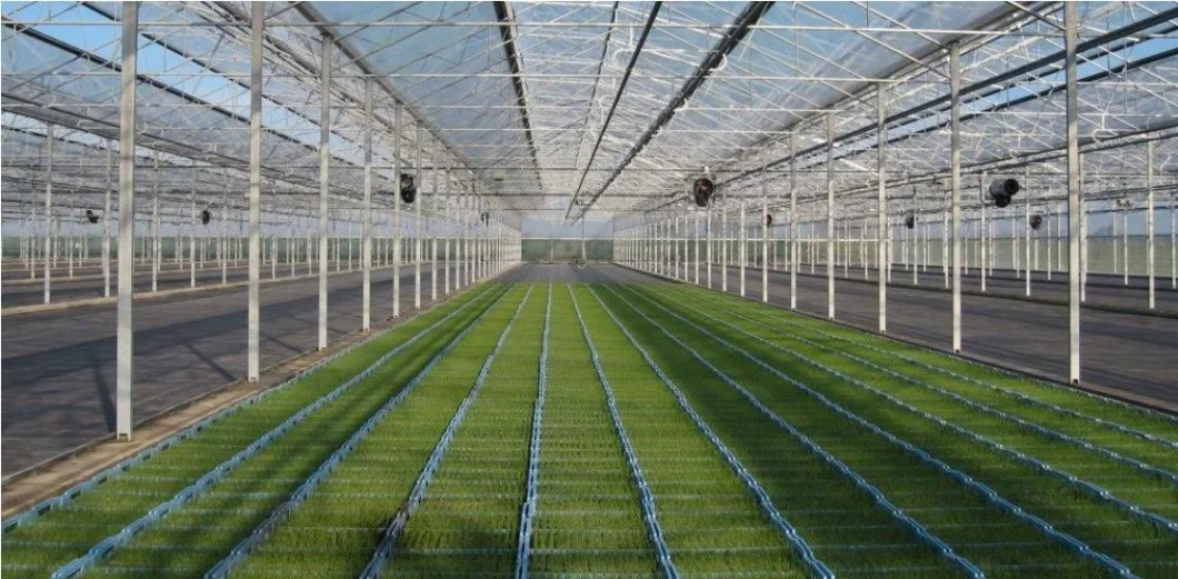 Double Side Ventilation Production Seedling Tray Greenhouse