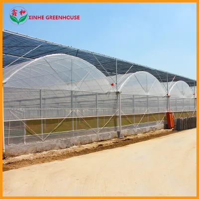 Double Side Ventilation Production Seedling Tray Greenhouse