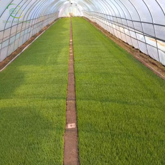 Double Side Ventilation Production Seedling Tray Greenhouse